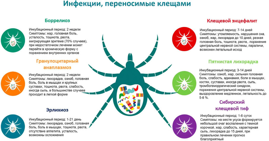 Сезон активности клещей уже близко! Сезон активности клещей уже близко!.